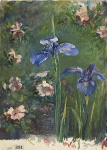 Vilde roser og iriser, 1887.