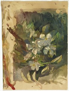 Æbleblomster i sollys (wc på papir)