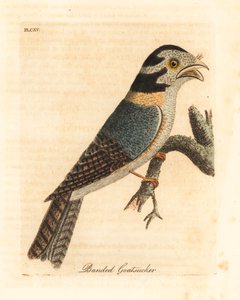 Australsk uglenatskælv, Aegotheles cristatus eller gulbrun frømund, Podargus strigoides? (Banded goatsucker, Caprimulgus vittatus.) Håndfarvet kobberplade tegnet og indgraveret af John Latham fra hans egen A General History of Birds, Winchester af John Latham