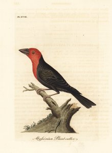 Sortnæbbet barbet, Lybius guifsobalito (Abessinisk planteskærer, Loxia tridactyla). Håndfarvet kobberplade tegnet og graveret af John Latham fra hans egen A General History of Birds, Winchester af John Latham