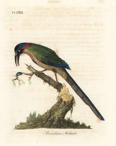 Blåkronet motmot, Momotus momota (brasiliansk motmot, Momotus brasiliensis). Håndfarvet kobberplade tegnet og graveret af John Latham fra hans egen A General History of Birds, Winchester