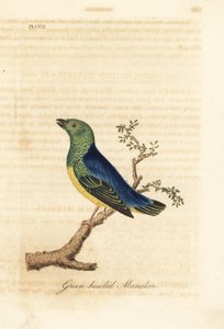 Blånakkede chlorophonia, Chlorophonia cyanea (Grønhovedet manakin, hjemmehørende i Sydamerika). Håndfarvet kobberplade tegnet og graveret af John Latham fra hans egen A General History of Birds, Winchester af John Latham