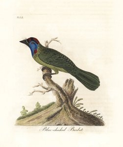 Blåstrubet eller bjergbarbet, Psilopogon asiaticus. (Blåkindet barbet, Trogon asiaticus). Håndfarvet kobberplade tegnet og indgraveret af John Latham fra hans egen A General History of Birds, Winchester af John Latham