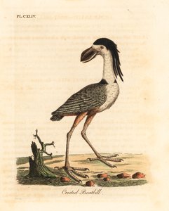 Bådnæbbet hejre, Cochlearius cochlearius (kummet næb eller næb, Cancroma cochlearia). Håndfarvet kobberplade tegnet og indgraveret af John Latham fra hans egen A General History of Birds, Winchester af John Latham