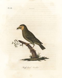 Brunhovedet barbet, Megalaima zeylanica? (Buff-faced barbet, Bucco lathami). Fra et eksemplar mærket Megalaima lathami i British Museum. Håndfarvet kobberplade tegnet og indgraveret af John Latham fra hans egen A General History of Birds, Winchester af John Latham