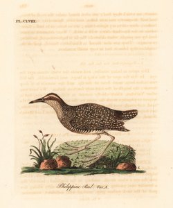 Buff-banded skinne, Gallirallus philippensis (filippinsk skinne, Rallus philippensis). Håndfarvet kobberplade tegnet og graveret af John Latham fra hans egen A General History of Birds, Winchester af John Latham