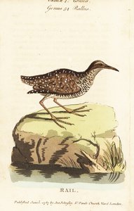 Buff-båndet skinne, Gallirallus philippensis af John Latham