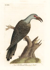 Kanalnæbbet gøg, Scythrops novaehollandiae (australasisk kanalnæb, Psittaceous hornbill). Håndfarvet kobberplade tegnet og graveret af John Latham fra hans egen A General History of Birds, Winchester
