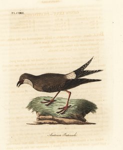 Collared pratincole, Glareola pratincola (østrigsk pratincole, Glareola austriaea). Håndfarvet kobberplade tegnet og graveret af John Latham fra hans egen A General History of Birds, Winchester af John Latham