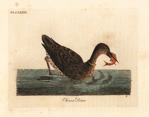 Skarv bruges til fiskeri i Asien, måske en storskarv, Phalacrocorax carbo, eller japansk skarv, Phalacrocorax capillatus. (Kinesisk dykker, Colymbus sinensis.) Håndfarvet kobberplade tegnet og indgraveret af John Latham fra hans egen A General Histo