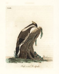 Crimson-crested spætte, Campephilus melanoleucos (Buff-crested spætte, Picus melanoleucus). Baseret på et skin i Leverian Museum. Håndfarvet kobberplade tegnet og graveret af John Latham fra hans egen A General History of Birds, Winchester af John Latham