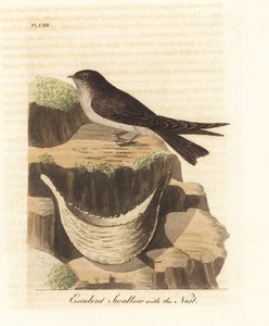 Spiselig rede-svirvel, Aerodramus fuciphagus, og rede af spyt, brugt i fugleredesuppe. (Esculent swallow, Hirundo esculenta.) Håndfarvet kobberplade tegnet og indgraveret af John Latham fra hans egen A General History of Birds, Winchester