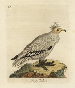 Egyptisk grib, Neophron percnopterus ginginianus.1824 (gravering) af John Latham