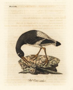 Eurasier- eller fodsøjler, Haematopus ostralegus. Håndfarvet kobberplade tegnet og graveret af John Latham fra hans egen A General History of Birds, Winchester af John Latham