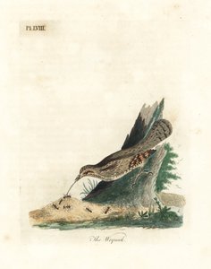 Eurasisk wryneck, Jynx torquilla (Junx torquilla). Håndfarvet kobberplade tegnet og indgraveret af John Latham fra hans egen A General History of Birds, Winchester af John Latham