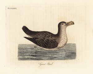 Kæmpestormfugl, Macronectes giganteus (som Precellaria gigantea, fejl for Procellaria gigantea). Håndfarvet kobberplade tegnet og indgraveret af John Latham fra hans egen A General History of Birds, Winchester af John Latham