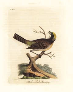 Guldkronet spurv, Zonotrichia atricapilla (Sort-kronet spurv, Emberiza atricapilla). Håndfarvet kobberplade tegnet og indgraveret af John Latham fra hans egen A General History of Birds, Winchester af John Latham