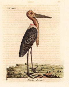 Større adjudant, Leptoptilos tvivlsom. truet. (Gigantisk kran, Ardea argala.) Håndfarvet kobberplade tegnet og indgraveret af John Latham fra hans egen A General History of Birds, Winchester
