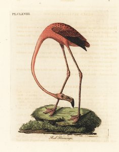 Større flamingo, Phoenicopterus roseus eller amerikansk flamingo, Phoenicopterus ruber (rød flamingo, Phaenicopterus ruber). Håndfarvet kobberplade tegnet og graveret af John Latham fra hans egen A General History of Birds, Winchester af John Latham
