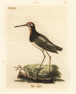 Større malerbekkasin, Rostratula benghalensis (Kapbekkasin, Scolopax capensis). Håndfarvet kobberplade tegnet og graveret af John Latham fra hans egen A General History of Birds, Winchester af John Latham