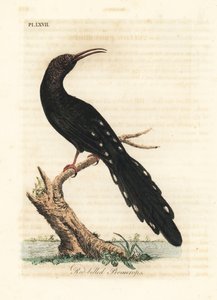 Grøn træbøjle, Phoeniculus purpureus (rødnæbbet promerops, Upupa erythrorynchos). Håndfarvet kobberplade tegnet og graveret af John Latham fra hans egen A General History of Birds, Winchester