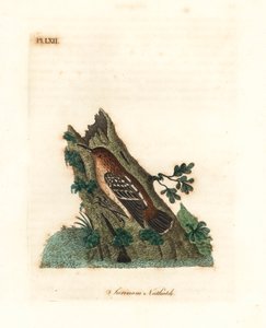 Guianan gademyrtorn, Myrmotherula surinamensis. Sårbar. (Surinam nuthatch, Sitta surinamensis.) Håndfarvet kobberplade tegnet og indgraveret af John Latham fra hans egen A General History of Birds, Winchester af John Latham