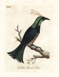 Hackled paradisfugl, muligvis en hybrid eller uddød art. Tegnet fra et eksemplar i samlingen af General Davies. Håndfarvet kobberplade tegnet og graveret af John Latham fra hans egen A General History of Birds, Winchester af John Latham