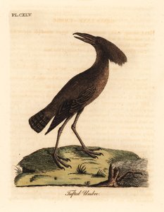 Hamerkop, Scopus umbretta (Tufet umbre). Håndfarvet kobberplade tegnet og graveret af John Latham fra hans egen A General History of Birds, Winchester af John Latham