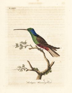 Harlekin kolibri, Trochilus multicolor. Fremstillet eksemplar i British Museum. Håndfarvet kobberplade tegnet og indgraveret af John Latham fra hans egen A General History of Birds, Winchester af John Latham