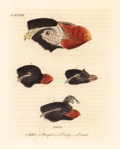 Hoveder af tuftet lunde, Fratercula cirrhata 1, parakit auklet, Aethia psittacula 2, og crested auklet, Aethia cristatella 3,4. (Tufet awk, Alca cirrhata 1, papegøje awk, Alca psittacula 2, Dusky awk, Alca tetracula 3 og Crested awk, Alca cristatella af John Latham