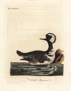 Hættebåde, Lophodytes cucullatus (Mergus cucullatus). Håndfarvet kobberplade tegnet og indgraveret af John Latham fra hans egen A General History of Birds, Winchester af John Latham