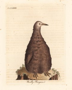 Kongepingvin, Aptenodytes patagonicus, juvenil (uldpingvin). Håndfarvet kobberplade tegnet og graveret af John Latham fra hans egen A General History of Birds, Winchester
