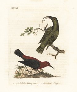 Mindre akialoa, Hemignathus obscurus (uddød) og kardinal myzomela, Myzomela cardinalis. (Krognæbbet grøn honning-spiser, Certhia obscura, hjemmehørende på Hawaii, og kardinal honning-spiser, Certhia cardinalis, hjemmehørende i Tanna, Vanuatu.) Håndfarvet k af John Latham