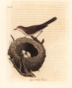 Mindre hvidhals, Sylvia curruca, med rede og æg. (Lesser white-throat warbler, Sylvia sylviella.) Håndfarvet kobberplade tegnet og indgraveret af John Latham fra hans egen A General History of Birds, Winchester af John Latham