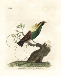 Storslået paradisfugl, Diphyllodes magnificus (Paradisea magnifica). Håndfarvet kobberplade tegnet og graveret af John Latham fra hans egen A General History of Birds, Winchester af John Latham