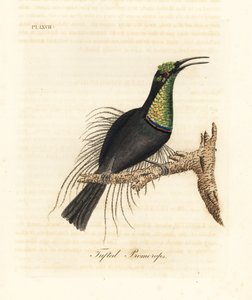Storslået riffelfugl, Ptiloris magnificus (Tufet promerops). Tegnet fra et eksemplar i Bullock