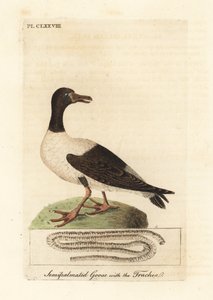 Magpie gås, Anseranas semipalmata, og anatomiske detaljer af dens luftrør. (Semipalmateret and, Anas semipalmatus.) Håndfarvet kobberplade tegnet og graveret af John Latham fra hans egen A General History of Birds, Winchester af John Latham