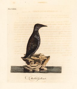 Marmoreret murrelet, Brachyramphus marmoratus. truet. (Marmoreret murrelet, Uria marmorata.) Håndfarvet kobberplade tegnet og graveret af John Latham fra hans egen A General History of Birds, Winchester af John Latham