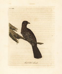 New Zealand South Island piopio, Turnagra capensis. Uddøde. (Tyknæbbet drossel, Turdus crassirostris.) Håndfarvet kobberplade tegnet og indgraveret af John Latham fra hans egen A General History of Birds, Winchester af John Latham