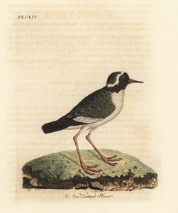 Newzealandsk plover, Charadrius obskur (Charadrius novae Zealandiae). truet. Håndfarvet kobberplade tegnet og graveret af John Latham fra hans egen A General History of Birds, Winchester af John Latham