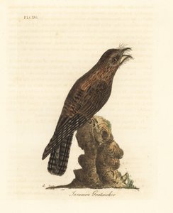 Nordlig potoo, Nyctibius jamaicensis (jamaicansk gedesuger, Caprimulgus jamaicensis). Håndfarvet kobberplade tegnet og graveret af John Latham fra hans egen A General History of Birds, Winchester af John Latham
