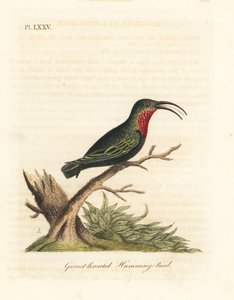 Lilla-strubet carib, Eulampis jugularis (Granet-strubet kolibri, Trochilus granatinus). Håndfarvet kobberplade tegnet og graveret af John Latham fra hans egen A General History of Birds, Winchester af John Latham