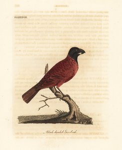 Rød-sort gronæb, Periporphyrus erythromelas. Nær truet. (Sorthovedet grosbeak, Loxia erythromelas.) Håndfarvet kobberplade tegnet og indgraveret af John Latham fra hans egen A General History of Birds, Winchester af John Latham