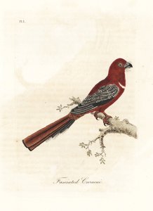 Rødhovedet trogon, Harpactes erythrocephalus (Fasciated curucui, Trogon fasciatus). Håndfarvet kobberplade tegnet og graveret af John Latham fra hans egen A General History of Birds, Winchester af John Latham