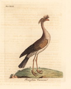 Rødbenet seriema eller crested cariama, Cariama cristata (brasiliansk cariama, Palamedea cristata). Håndfarvet kobberplade tegnet og graveret af John Latham fra hans egen A General History of Birds, Winchester af John Latham