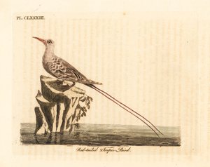 Rødhalet tropefugl, Phaethon rubricauda (Phaeton phoenicurus). Håndfarvet kobberplade tegnet og graveret af John Latham fra hans egen A General History of Birds, Winchester