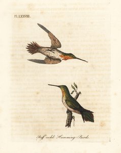 Rødbrun kolibri, Selasphorus rufus (Ruff-necked kolibri, Trochilus collaris). Hankøn og hunkøn. Håndfarvet kobberplade tegnet og graveret af John Latham fra hans egen A General History of Birds, Winchester af John Latham