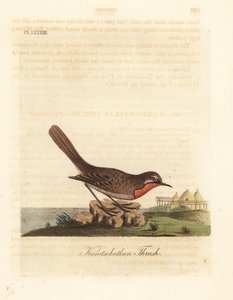 Sibirisk rubythroat, Luscinia calliope (Kamschatkan trøske, Turdus calliope). Håndfarvet kobberplade tegnet og graveret af John Latham fra hans egen A General History of Birds, Winchester af John Latham