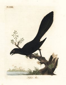 Glatnæbbet ani eller mindre ani, Crotophaga ani. Håndfarvet kobberplade tegnet og graveret af John Latham fra hans egen A General History of Birds, Winchester af John Latham