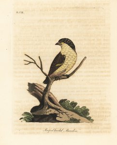 Stribet pardalote, Pardalotus striatus (Stribet hovedet manakin, Pipra striata). Håndfarvet kobberplade tegnet og indgraveret af John Latham fra hans egen A General History of Birds, Winchester af John Latham
